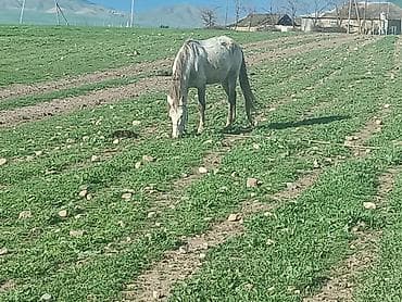 аквариум без рыб: Самец, Qarabag, лет: 4, Самовывоз — 1