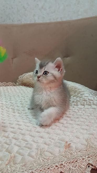 pişiy adları: Britan — 4