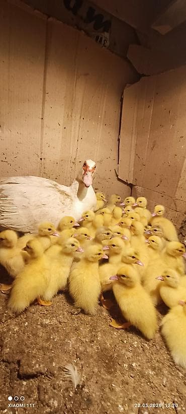 qus adlari: Aq lal lavanda ordeyi satilirTeze cixilar Unvan saray qesebesi Vacab — 1