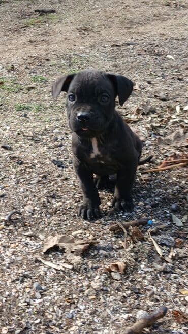 i̇t pudel: 2 ay, Erkek — 5