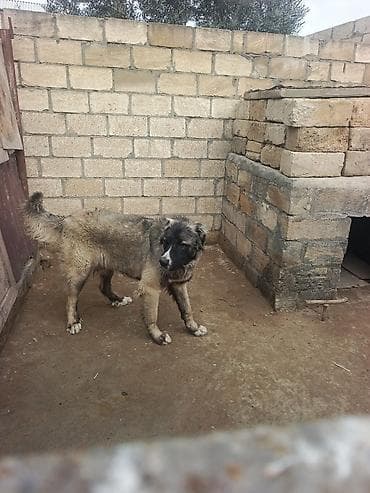 toy pudel satisi: 1 il, Erkek, Peyvəndli, Ödənişli çatdırılma — 7