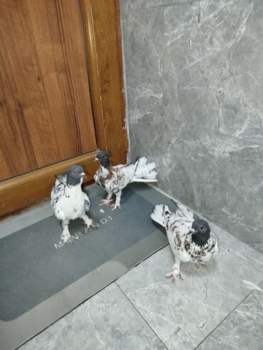 goyercin yuvasi: Satılır: 3 ədəd dekorativ göyərçin dəsti Xüsusiyyətlər: - Rəng — 6