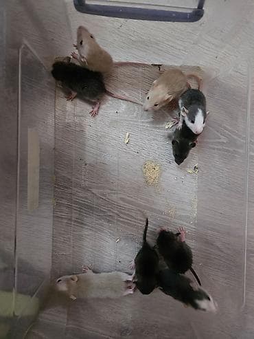 Кошки: В продаже имеются декоративные крыски. Породы Дамбо и Хаски. Есть — 6