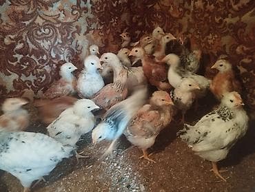 heyrati cuce: Toyuq cücələri, Ətlik, Pulsuz çatdırılma — 2