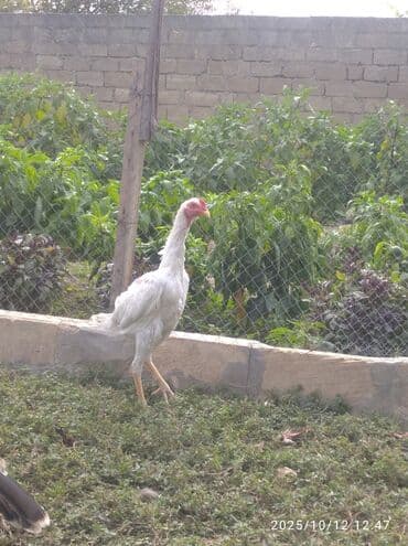 quş yuvaları: Xoruz, il: <1 — 4