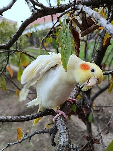 hesterxan qusu: Erkək Karella satılır adı Ori di 7 aylıq quşdu ələ çiyinə başa rahat — 2