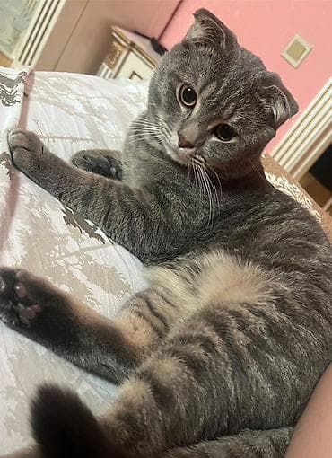 ereb ati satilir: Şotland yastı qulaq, Yaxşı əllərə — 1