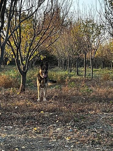 cao cao iti: Alman çoban iti, Erkek — 2