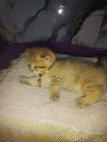 tovuz quwu: Britan — 5