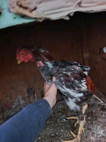 kənd çolpaları: Məhsul: Ev quşu – xoruz Təsvir: - Şəkillərdə olan xoruz satılır. - — 1