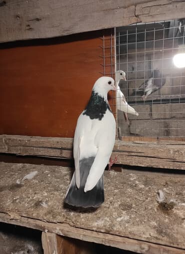 Qiymət razılaşma yolu ilə. 1 çi şekildeki mayadi .2 çi şekildeki erkek lalafo.az -da Qiymət razılaşma yolu ilə. 1 çi şekildeki mayadi .2 çi şekildeki erkek