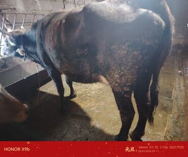 qoyun sekili: Satlıq ətlik inək - Cins: yerli qara (buynuzlu) - Rəng: tünd — 1