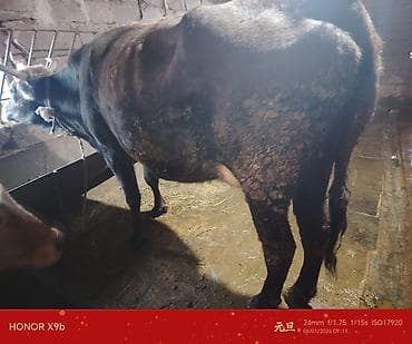 Məhsul: Mal-qara (inək və buzov) Təsvir: - Şəkillərdə tövlədə