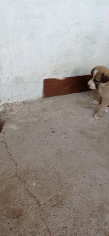 tap.az heyvanlar quba: Peyvəndli — 6