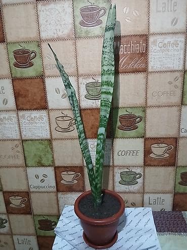 Саженцы деревьев: Qiymət 3 -10azn araliginda ölcüyə görə dəyisir — 1