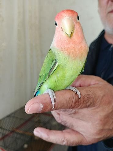 susar quşu: Tutuquşu tam sağlamdır. tək qəfəssiz 60 Azn satılır. ələ gələn quşdu — 3