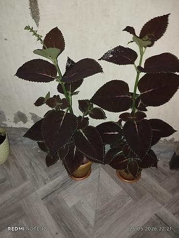 xolikan bitkisi: Kolyoz (Coleus) dekorativ yarpaqlı otaq bitkisi – qablarda şitillər və — 4