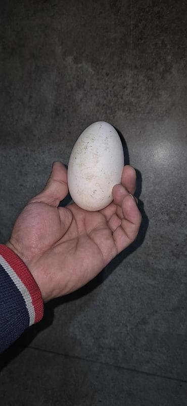 lal ordek yumurtası: Məhsul: Qaz yumurtası Təsvir: - Təbii şəraitdə bəslənən qazlardan — 2