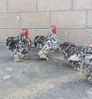 alman kurdu iti: Toyuq, Damazlıq, Ödənişli çatdırılma, Rayonlara çatdırılma — 3