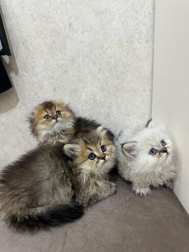 сколько стоит британский котёнок: Британская, Самка — 2