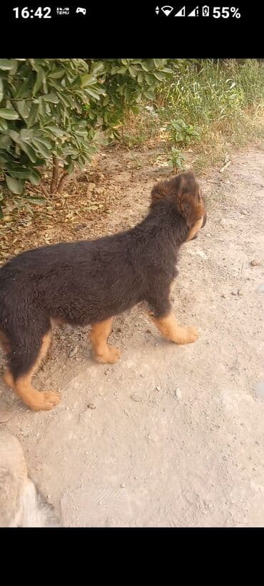 iran coban iti: Немецкая овчарка, 4 месяца, Самец — 1