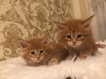 pişik cinsleri: Продаются котята чистокровные майнкуны. возраст 1,5 месяца. К горшку — 3