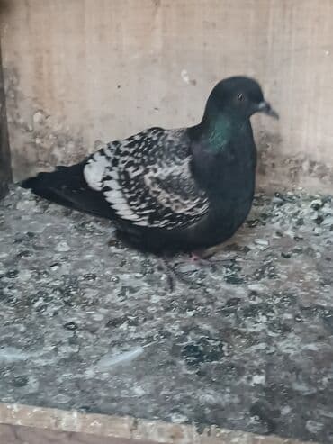 ineklerin satisi: Alman göyərçinləri satlır.Xahiş olnur cidi fikir olanlar yasın .Bir — 2