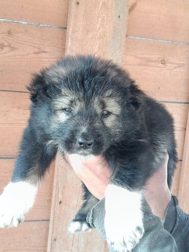 setteri it cinsi: Məhsul: köpək balaları Təsvir: - İri cins tipli, qalın və yumuşaq tük — 3