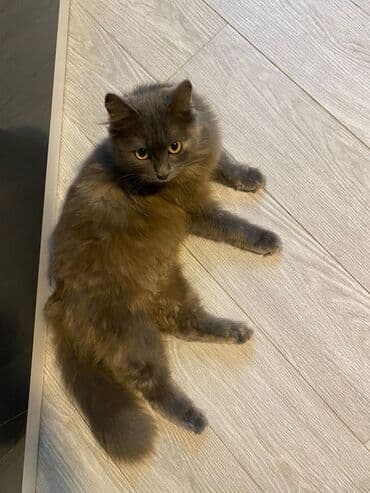 Quşlar: Qiz pisiyidi 7 ayildi — 3