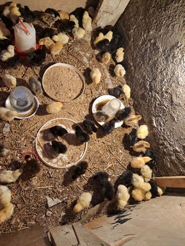 heyvanlara verilen adlar: Другие птицы — 2