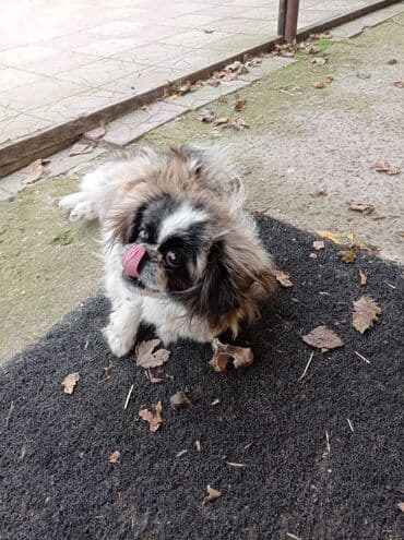 Great Wall: Pekines, 1 il, Erkek — 3