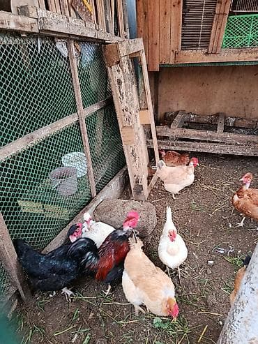 ev toyuqları: Toyuq, Yumurtalıq, Ünvandan götürmə — 7