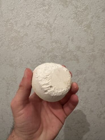 Gəmiricilər: Holland Lop dovşan satılır. Ev dovşanıdı. Ayaqyolu tərbiyəsi var. Qoxu — 8