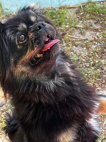 Pekines, 1 il, Dişi, Peyvəndli