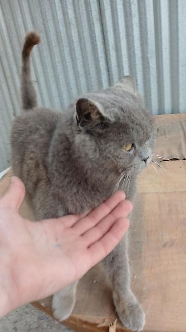 pişik eşyalari: Yaxşı əllərə — 3