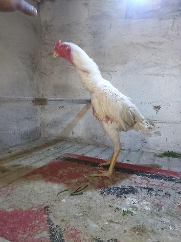 cucəsi: Toyuq cücələri, Damazlıq — 3