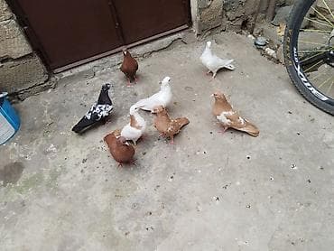 Satılır 8 quş gəncə 60 manata — 4