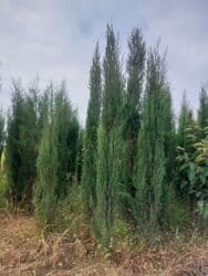 böyürtkən və moruq: Məhsul: Meyvə ağacı tingləri və həmişəyaşıl dekorativ iynəyarpaq — 15