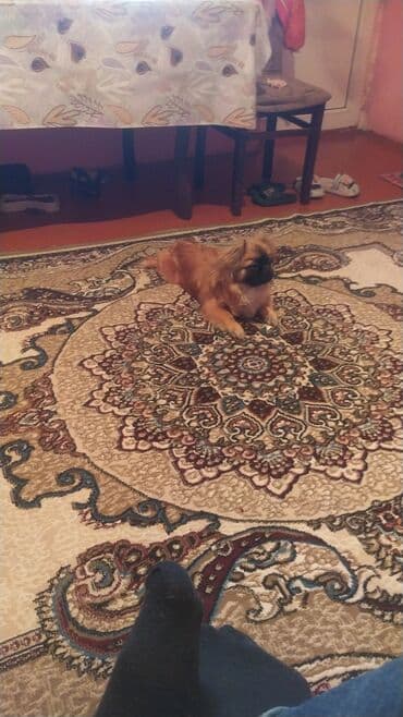 pomeranian boo satilir: Pekines, 6 ay, Erkek, Peyvəndli, Ünvandan götürmə — 2