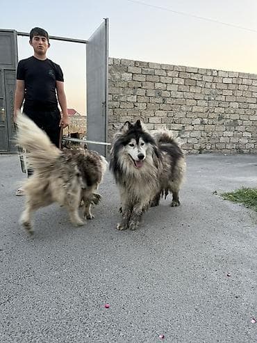 afçarka itləri: Xaski, 1 il, Erkek, Peyvəndli — 1