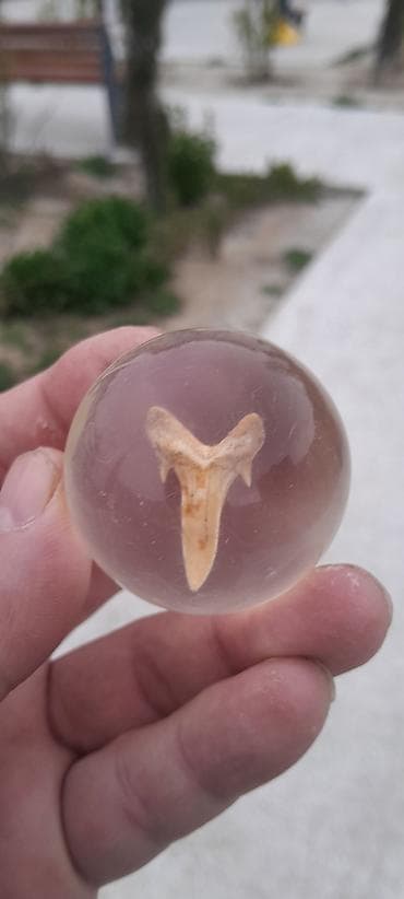 Natural qedim akula dişi
