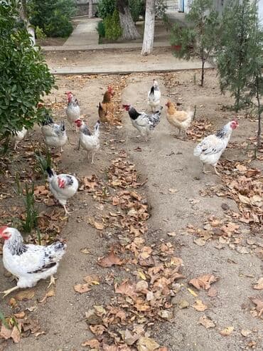 Toyuq, Yumurtalıq — 4