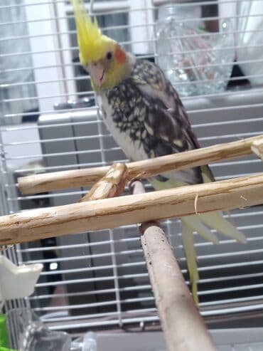 Daraq panellər: Bu papuqaya dişisini axtariram kim pay verirsə aliram Nymph — 3