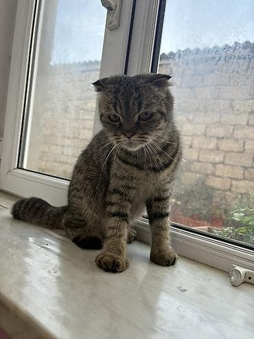 Şotland yastı qulaq lalafo.az -da Şotland yastı qulaq