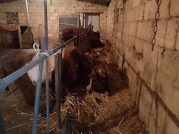 en ucuz uce: Dana, buzov, Erkək, ay: 1, 100 kq, Ətlik, Ünvandan götürmə, Ödənişli çatdırılma — 6