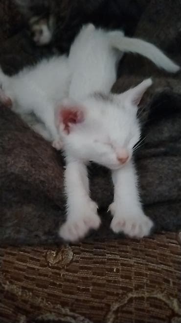 pişik balalari: Türk anqora, Pulsuz çatdırılma — 10