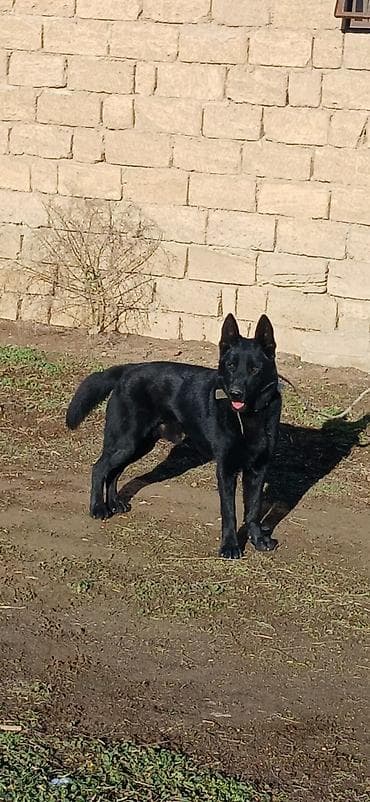 alman ovçarka: Alman çoban iti, 11 ay, Erkek, Peyvəndli — 8