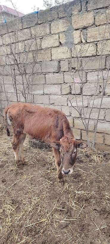 Salam super saxlamali dana