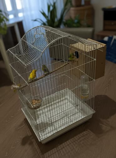 Ağ rəngli metal quş qəfəsi və aksesuarları - Metallik möhkəm karkas lalafo.az -da Ağ rəngli metal quş qəfəsi və aksesuarları - Metallik möhkəm karkas