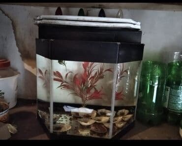 akvarum matoru: 3 ədəd akvarium en yekesi 300litr tutur heyətdə çekilen 150litr — 4